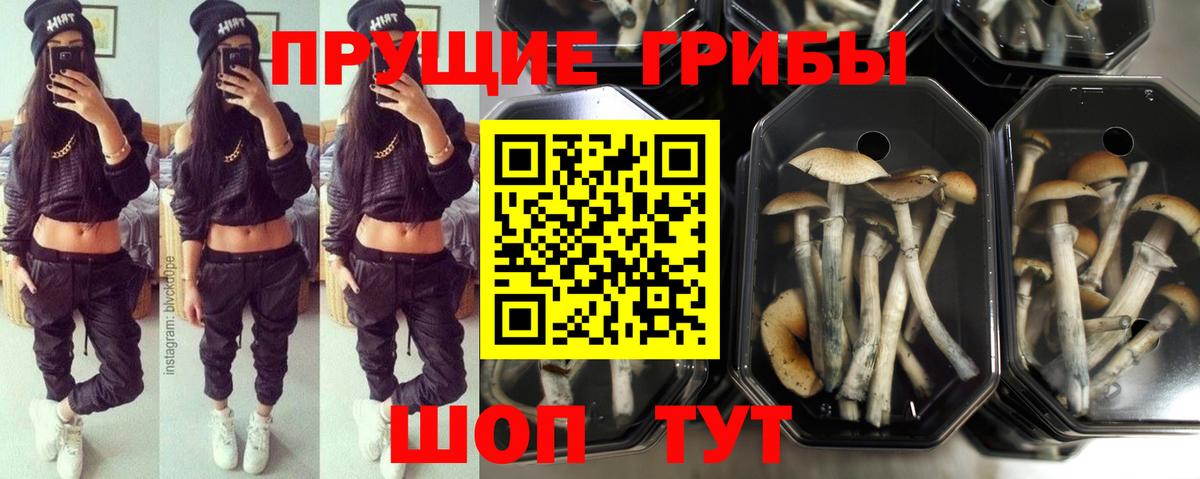 Буйнакск  что такое наркотик  Вход с VPN  Псилоцибиновые грибы мухоморы 